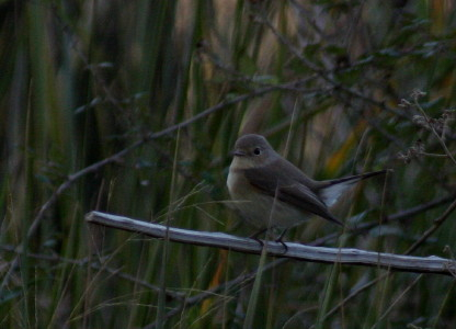Red-breasted Flycatcher