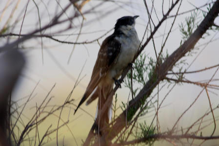 Greater spotted Cuckoo
