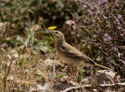 Tawny Pipit