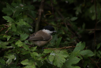 Marsh tit