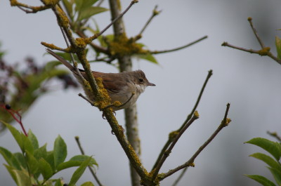 Whitethroat