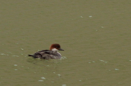 Smew