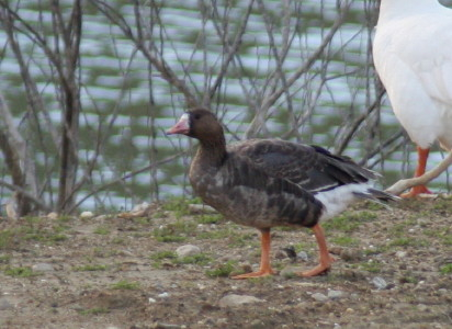 White-fronted Goose