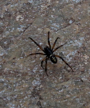 False Black Widow