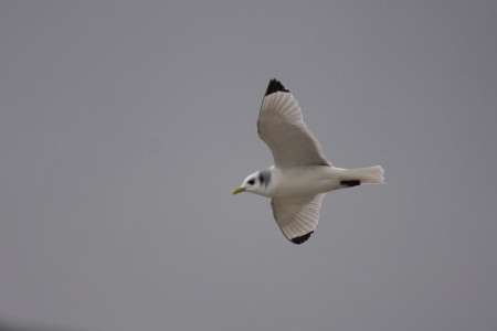 Kittiwake