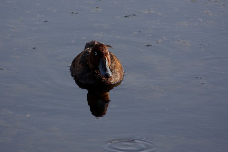 Ferruginous Duck
