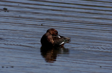 Ferruginous Duck.