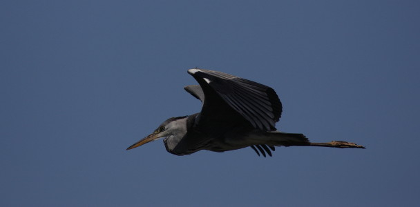 Grey Heron