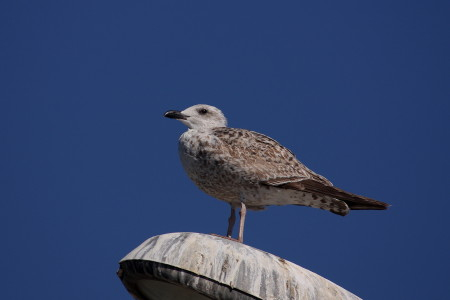 Yellow-legged Gull