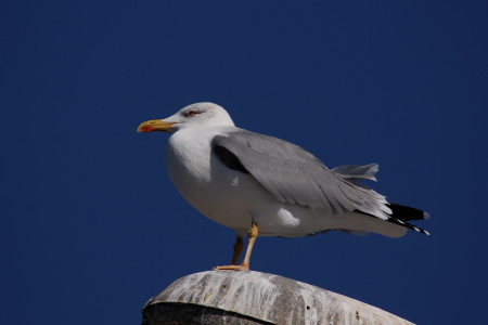 Yellow-legged Gull