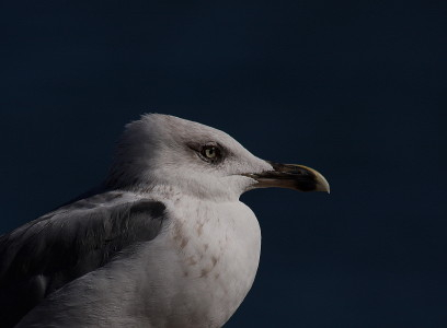 Yellow-legged Gull