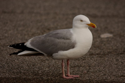 Herring Gull