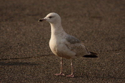 Herring Gull