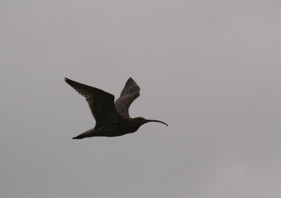 Curlew