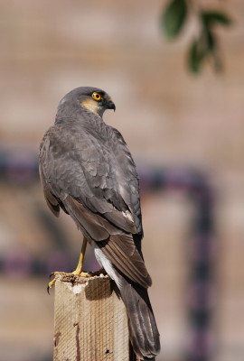 Sparrowhawk