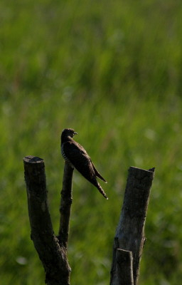 Cuckoo