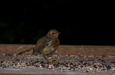 Robin