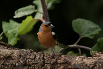 Chaffinch