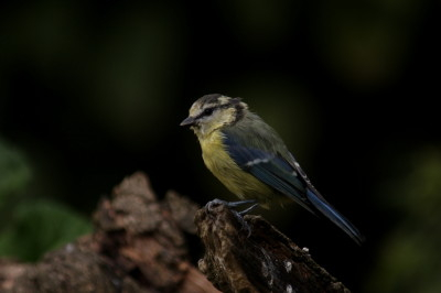 Blue Tit