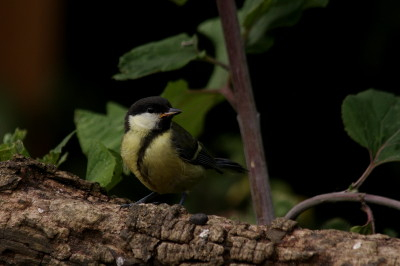 Great Tit