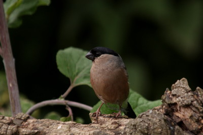 Bullfinch