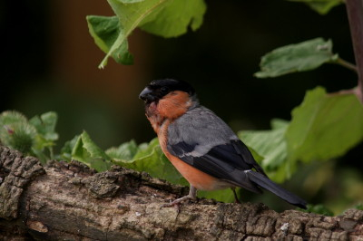 Bullfinch