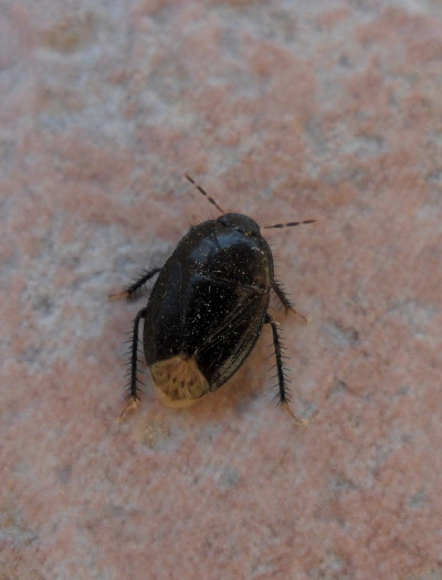 Cydnus aterrimus
