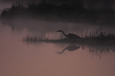 Grey Heron