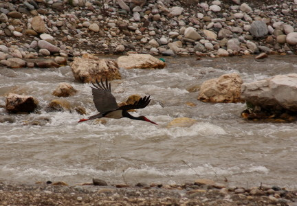 Black Stork