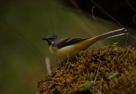 Grey Wagtail