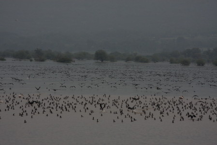 Cormorant by the hundreds 1