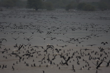 Cormorant by the hundreds 2