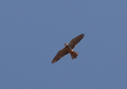 Hobby