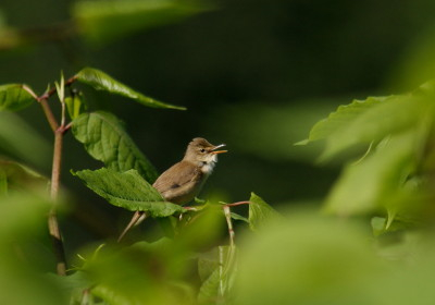 Marsh Warbler