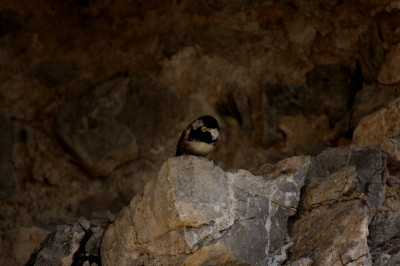 Coal Tit