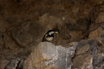 Coal Tit