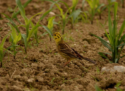 Yellowhammer.