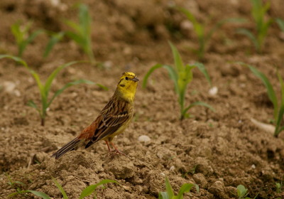 Yellowhammer