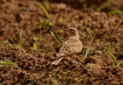 Skylark