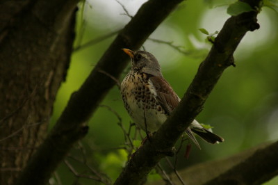 Fieldfare