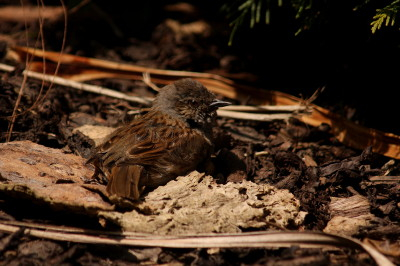 Dunnock