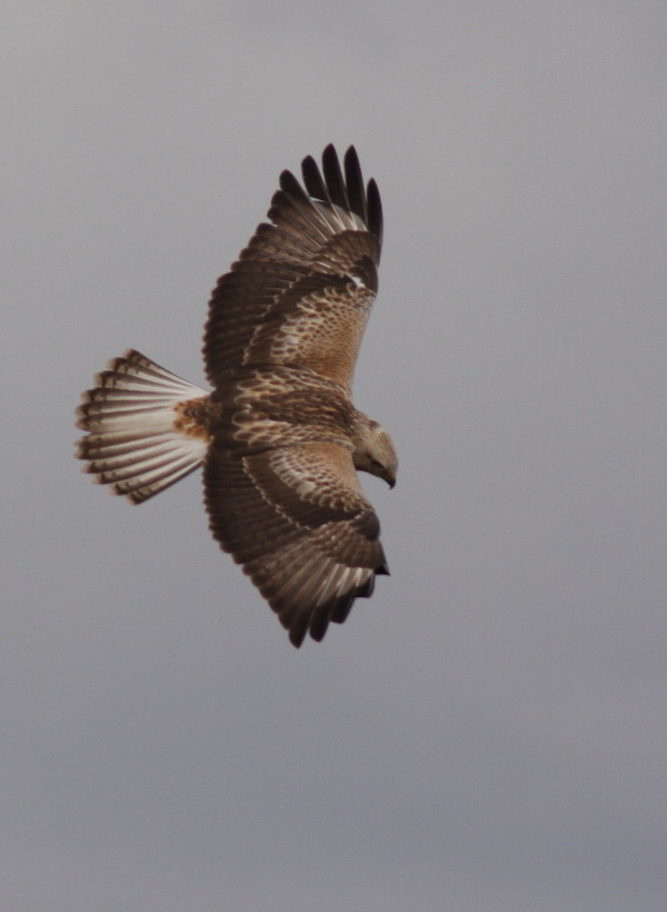 Long-legged Buzzard