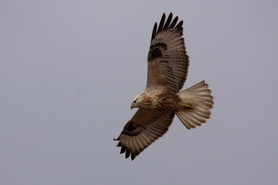 Long-legged Buzzard