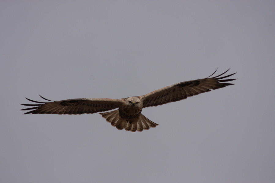 Long-legged Buzzard