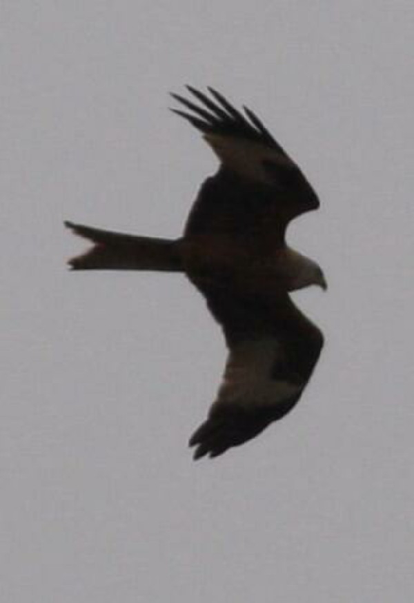 Red kite