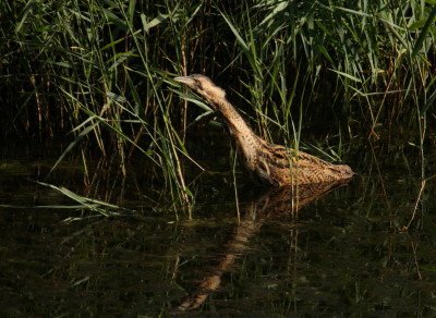 Bittern