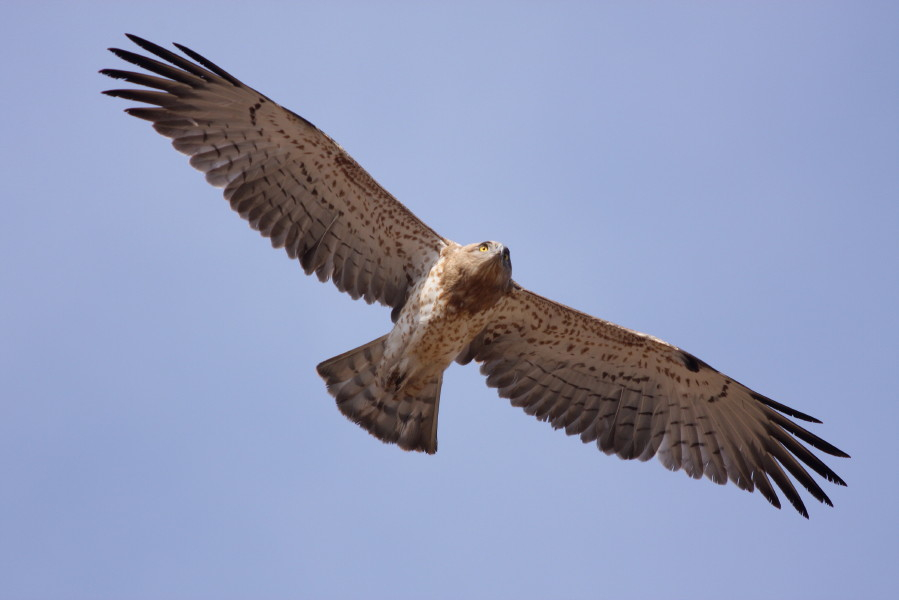 Short-toed Eagle