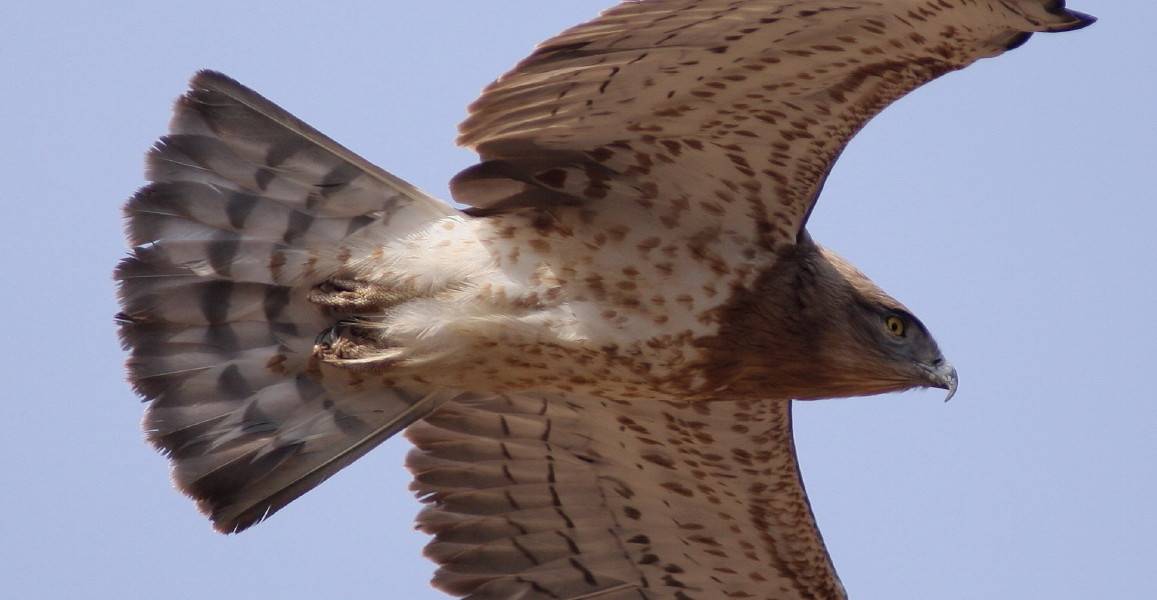 Short-toed Eagle