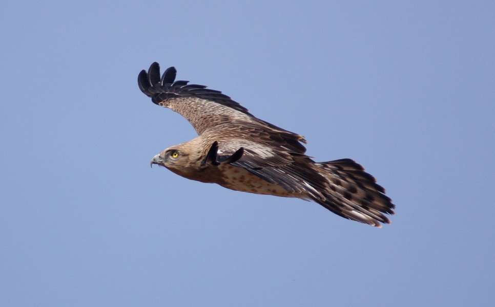 Short-toed Eagle