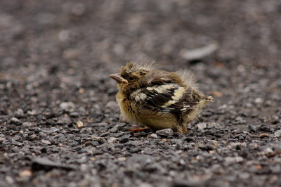 Chaffinch